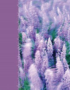 Фотоальбом UFO 10x15x200 PP-46200 Lavenders