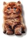 Магнит Британский рыжий котенок Surpriziki фото 1