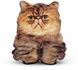 Подушка Персидский котенок Surpriziki фото 1